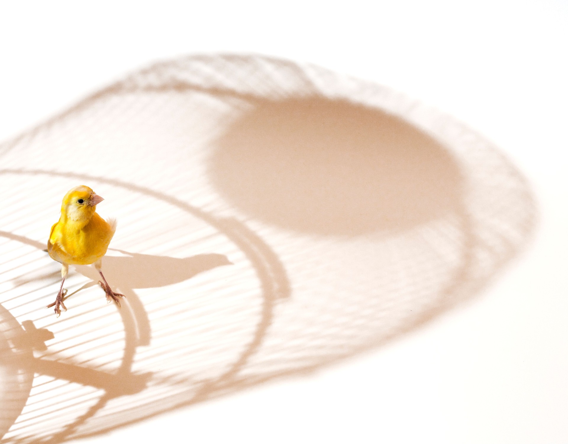 Canary bird outside cage